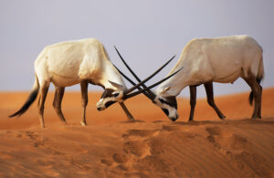Arabian Oryx, Oryx leucoryx, Dubai Desert Conservation Reserve, Dubai