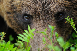 Eurasian Brown Bear, Ursus arctos, Finland