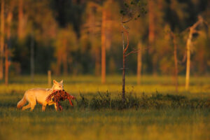 European wolf, Canis lupus, Kuhmo Finland