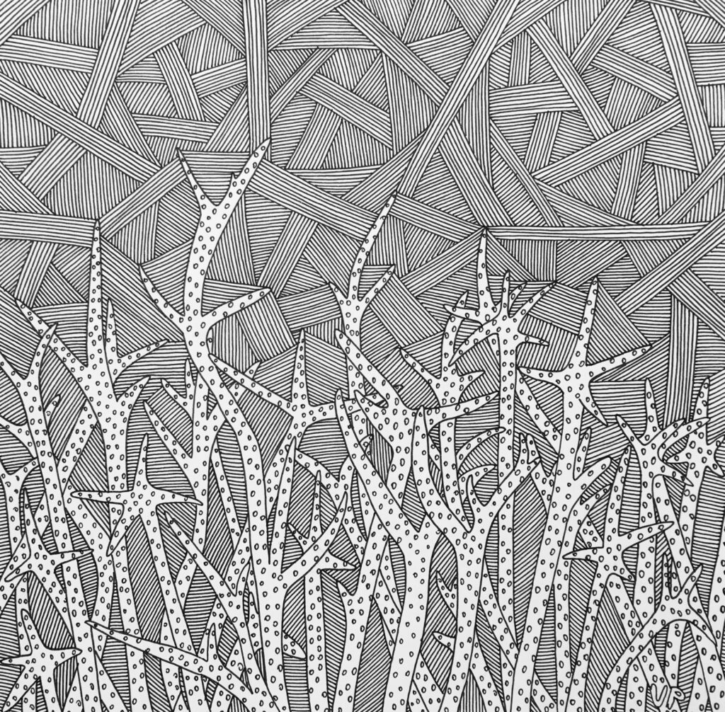 Black and white illustration of elkhorn corals