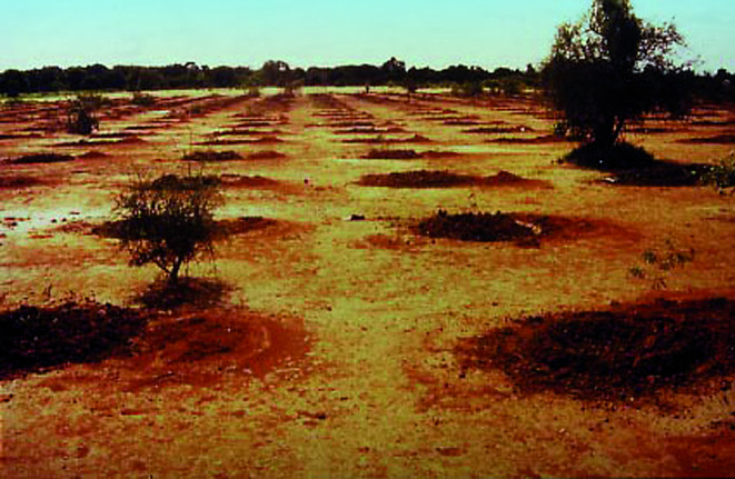 Arbole, Burkina Faso (1988): Native trees planted with TerraCottem just before the rainy season