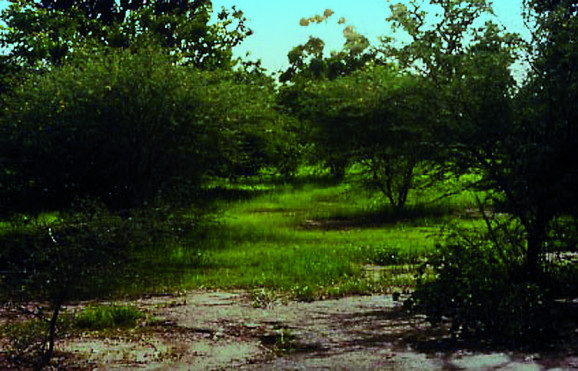 Arbole, Burkina Faso, 1990 (4 years later)